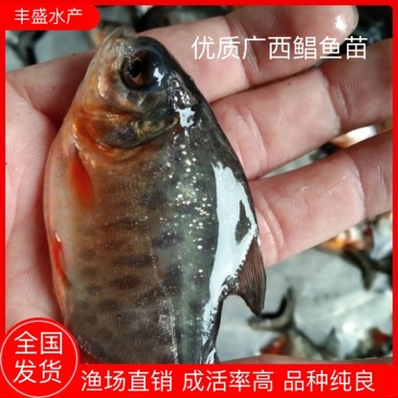 白鲳鱼苗，场地直销，凶猛快大，诚信经营。