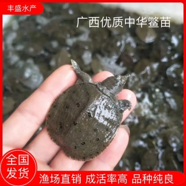 优质中华鳖苗,渔场发货支持技术指导养殖无忧