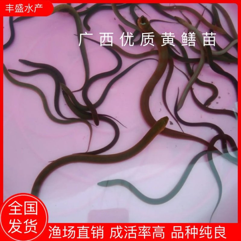 优质黄鳝鱼苗，正大九号，易养快大，场地直供，诚信经营