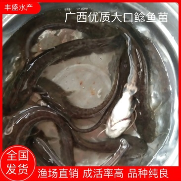 大口鲶鱼苗渔塘直供，一手货源技术指导养殖无忧