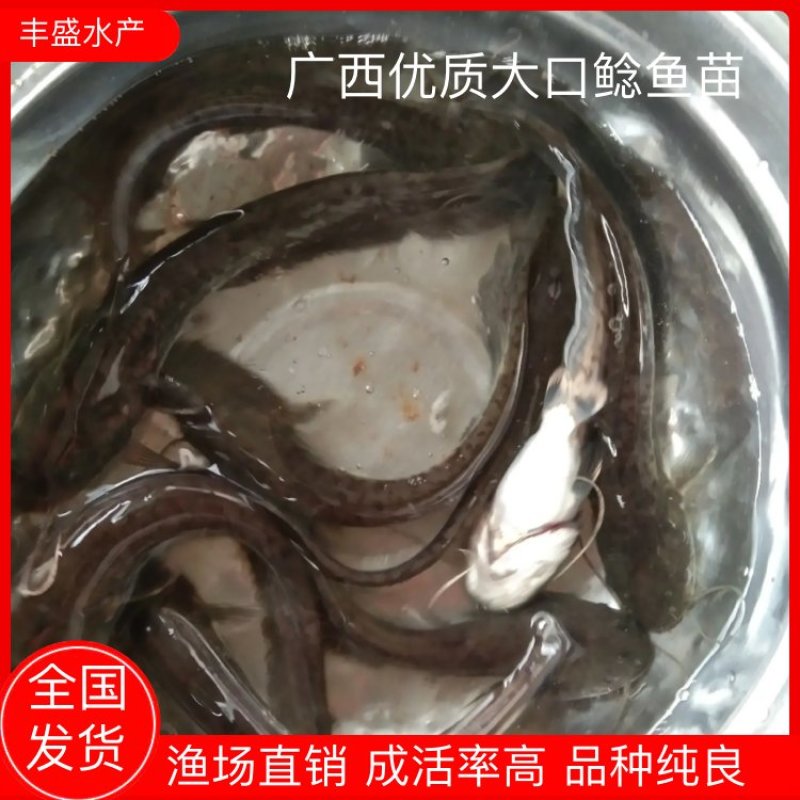 大口鲶鱼苗渔塘直供，一手货源技术指导养殖无忧