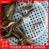 台湾泥鳅鱼苗,技术指导跟踪，鱼场直供，可来场地看苗。