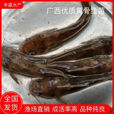 黄骨鱼苗黄辣丁鱼场直供品种优良，欢迎实地看