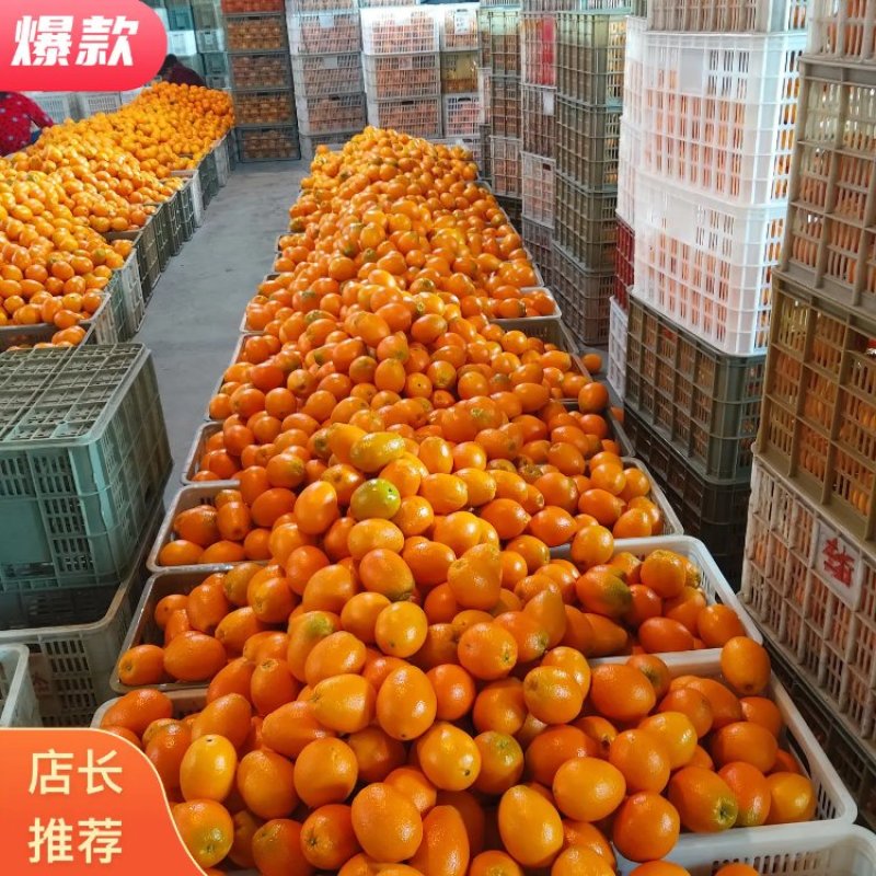 【长虹脐橙】产地直销现场把控质量装车一手货源