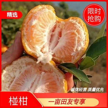 【椪柑】椪柑芦柑皮薄汁多产地直发一手货源对接全国客商