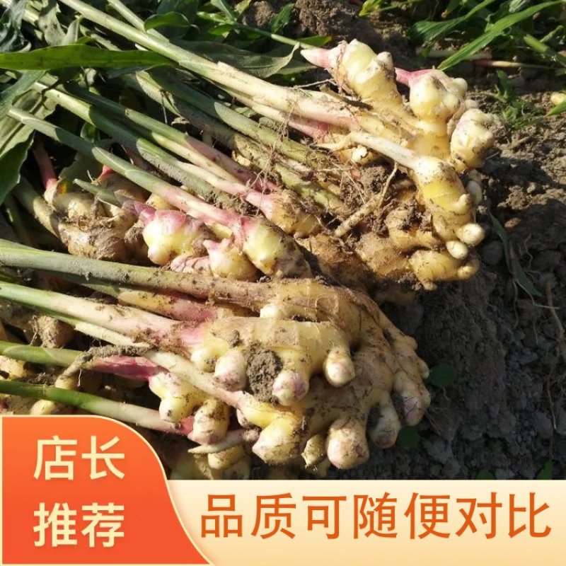 【优质】小黄姜生姜种视频看货价格稳定产地一手