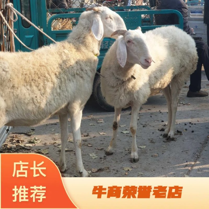 小尾寒羊怀孕母羊，品种保证、全国包邮