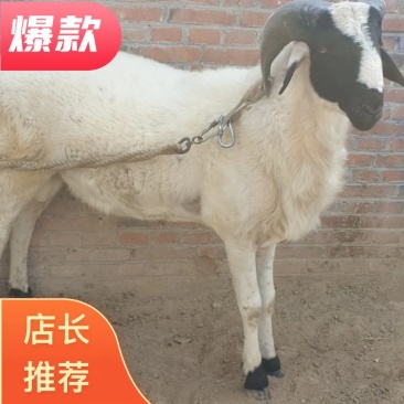 优质小尾寒羊种公羊、全国包邮