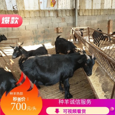 品种羊娃，货到付款，保证质量，优质撒能奶山羊，黑山羊，黑