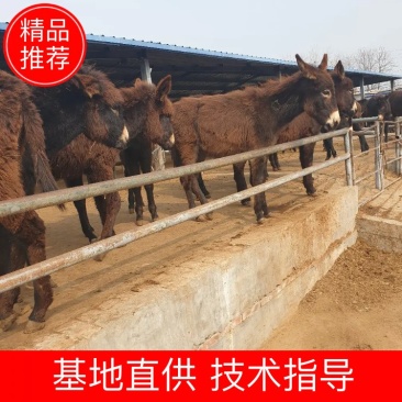 精品肉驴苗，育肥驴，商品驴，可以免费送货，货到付款