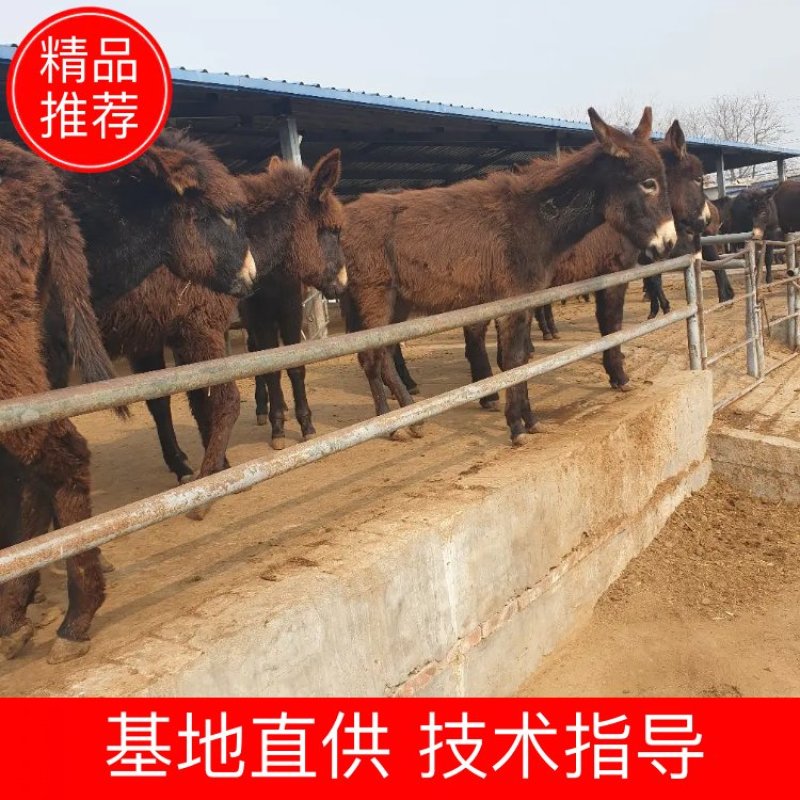 精品肉驴苗，育肥驴，商品驴，可以免费送货，货到付款