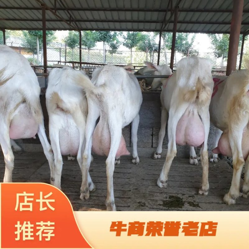 营养价值高老少适宜的高产撒能奶山羊，可以货到付款的