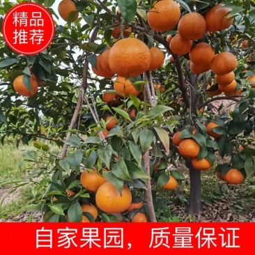 四川沃柑,水分充足,颜色好,糖度高,全是70起,欢迎考察