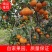 四川沃柑,水分充足,颜色好,糖度高,全是70起,欢迎考察