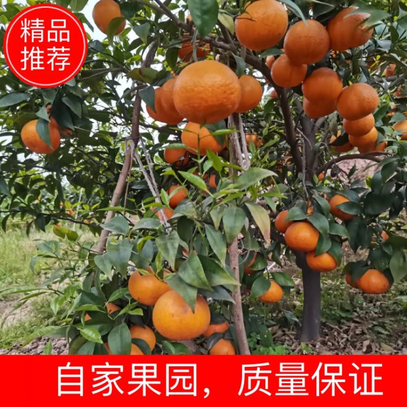 四川沃柑，水分充足，颜色好，糖度高，全是70起，欢迎考察
