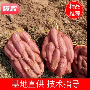 红薯品种有，商薯19，3两以上商品薯，大量上市