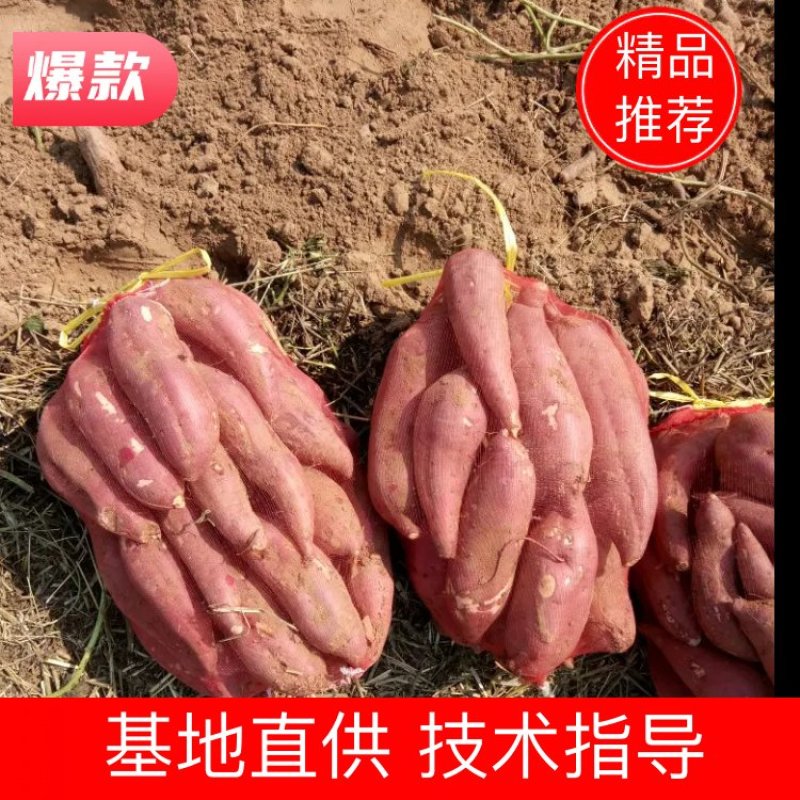 红薯品种有，商薯19，3两以上商品薯，大量上市