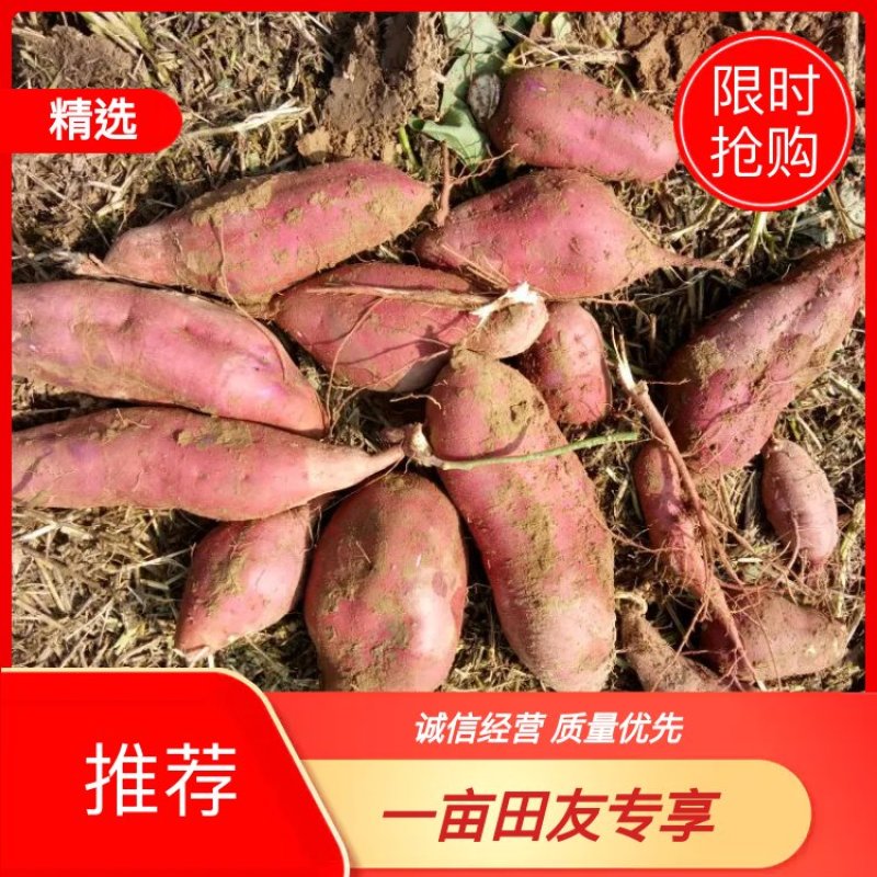 河南濮阳，红薯，商薯19，淀粉薯，加工厂红薯，白心