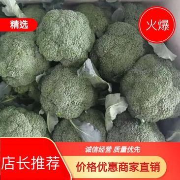 【热销】江苏东台优质西兰花0.8~1.2斤耐寒优秀