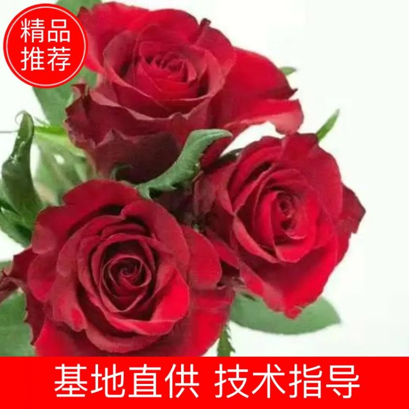 红玫瑰自由罗德斯新娘小苗批发零售