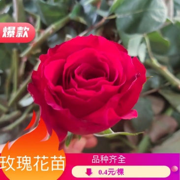 法兰西玫瑰小苗批发零售