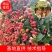 火龙珠相思豆情人果红果白果水晶果小苗批发零售