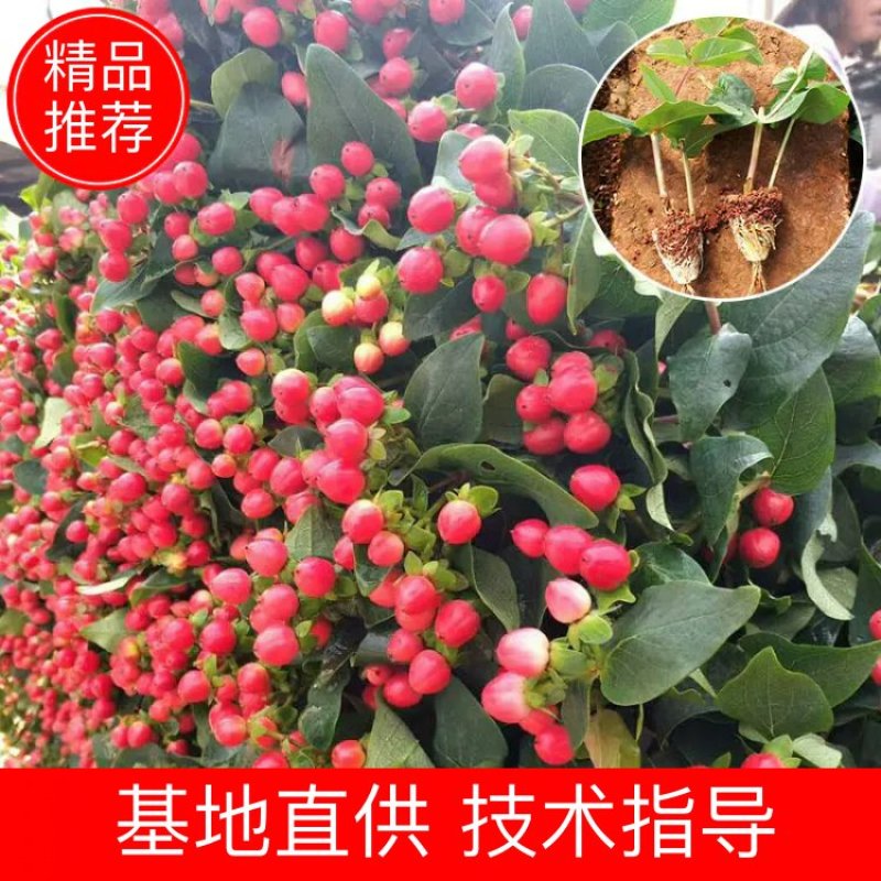 火龙珠相思豆情人果红果白果水晶果小苗批发零售