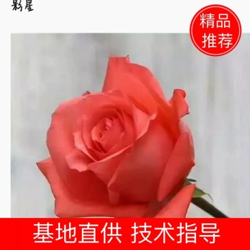粉色影星玫瑰小苗批发零售