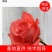 粉色影星玫瑰小苗批发零售