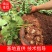 5个品种月季小苗零售，颜色随机搭配