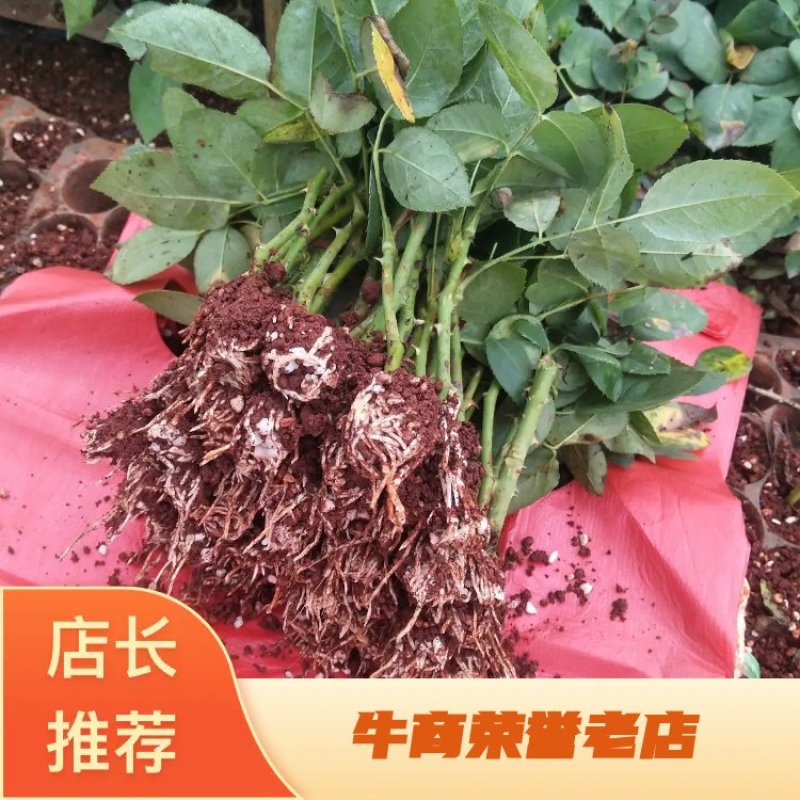 多款粉色系列玫瑰小苗批发零售