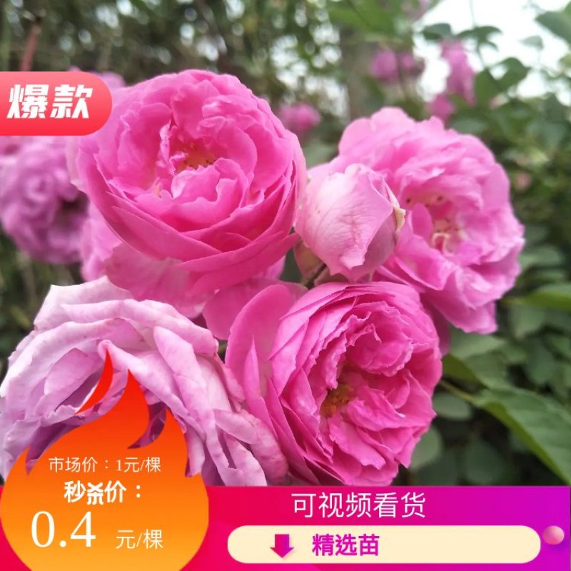 爬藤无刺蔷薇小苗批发零售
