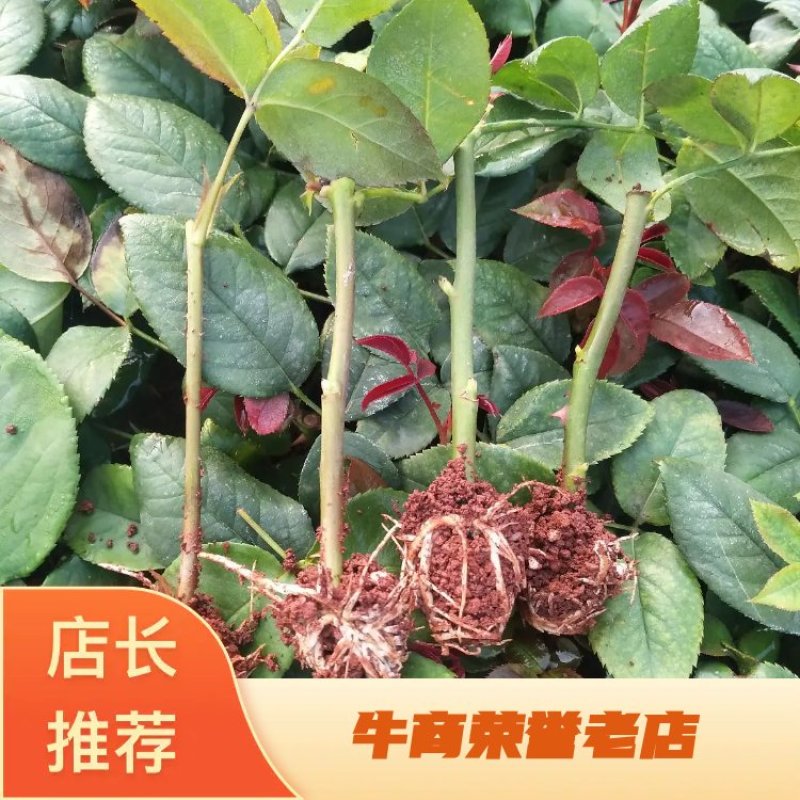 红玫瑰珍爱小苗批发零售基地直供