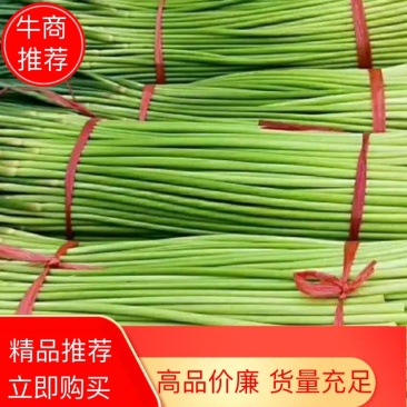 【好货推荐】蒜薹精品红帽蒜薹头茬货货源足欢迎咨询
