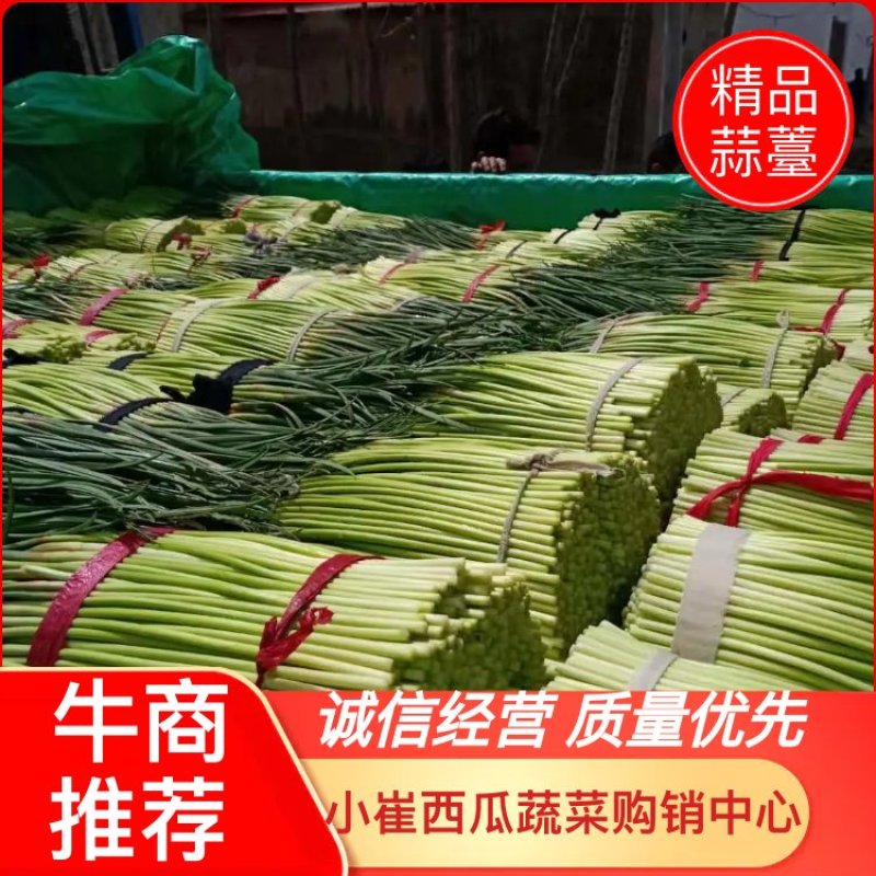 蒜薹开封蒜苔大量上市产地直销诚信经营质量保障视频看货