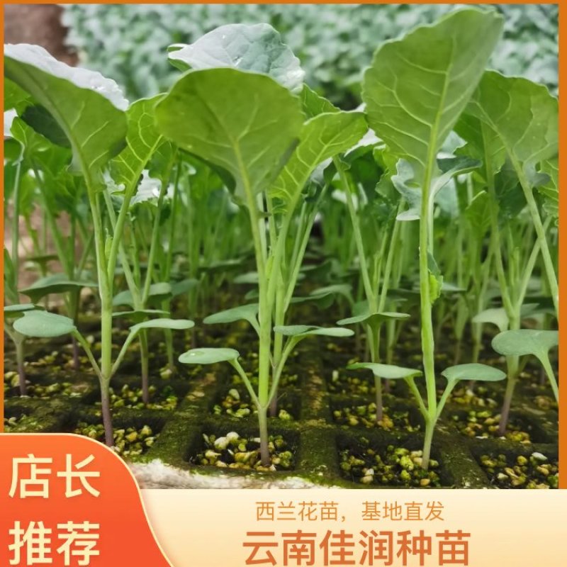 西兰花苗，基地直供，抗病强，根须发达，成活率高