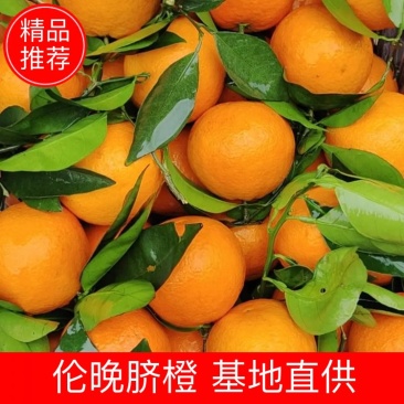 湖北姊归正宗伦晚橙子