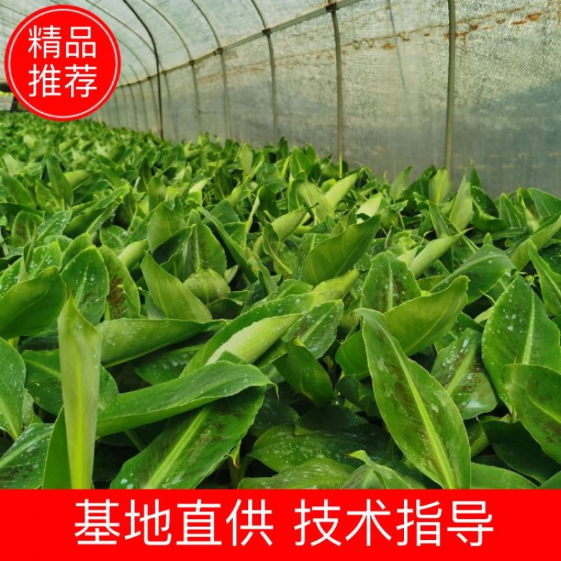 巴西香蕉苗香蕉树抗病组培苗无菌催芽无病毒品质保障