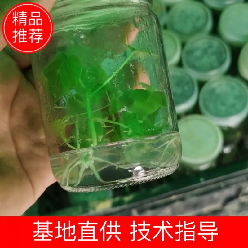 益源6号木瓜苗红肉木瓜泰国红抗台风高产水果木瓜