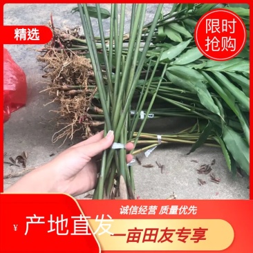 出售正宗阳春市春砂仁苗产地直销量大从优种苗优质产品货真价