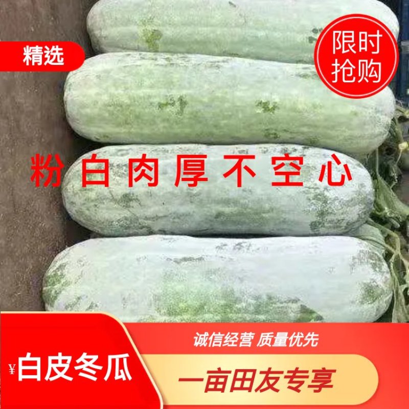 白皮冬瓜大量供应，粉白肉厚不空心条形好，