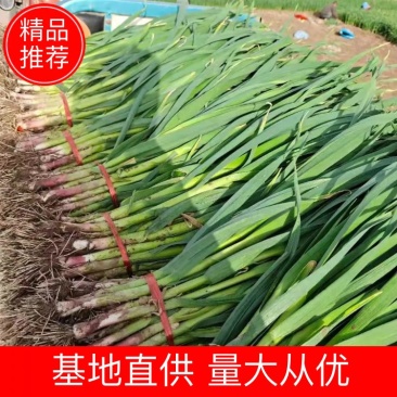 甘肃优质红根蒜苗大量上市产地直发一手货源质量保证欢迎看货
