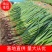 甘肃优质红根蒜苗大量上市产地直发一手货源质量保证欢迎看货