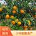 沃柑苗种苗少籽甜脆高产-广西玉林