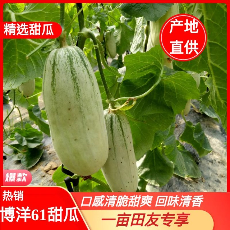 博洋61甜瓜，口感清脆甜爽，回味清香，产地直供，一手货源
