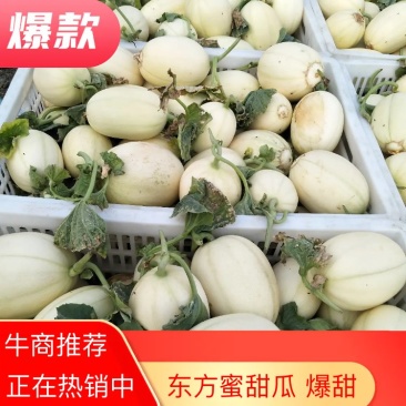 甜瓜东方蜜甜瓜台州三门东方蜜1号甜瓜批发量大高品诚信经营