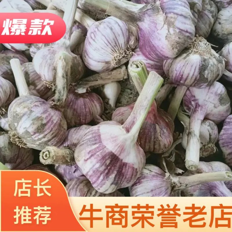 【热销】精品大蒜可视频看货杞县大蒜货源充裕