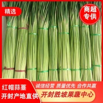 红帽蒜苔大量上市质量保证专业代办市场电商超市