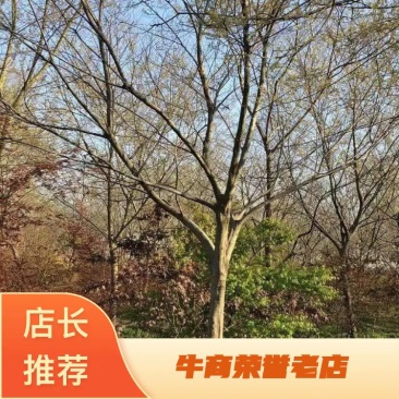 朴树价格，12151820公分朴树价格批发