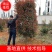 红叶石楠柱价格，2米5红叶石楠柱批发，一手货源